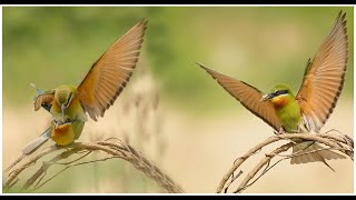 Blue Tailed Bee Eater  Blue Tailed Bee Eater Mating  Bee Eater Birds  Wildlife Photography birds [upl. by Bronny]