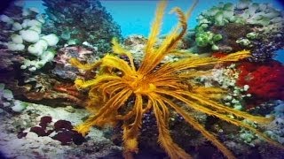 Maldivas el paraíso del buceo documental completo [upl. by Nnaarual262]