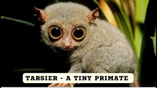 Tarsier  A tiny primate [upl. by Duke]