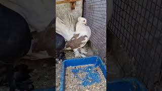 New pigeon Fentalpigeon fentybeauty kabutaar viralvideo trendingshorts [upl. by Tuhn]