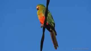 Australian King Parrot Alisterus scapularis ♀  Australischer Königssittich [upl. by Minabe365]