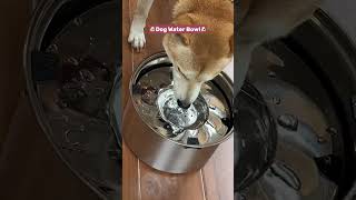 Are you seriously still using this pathetic excuse for a dog water bowl It’s a disgrace [upl. by Yank]