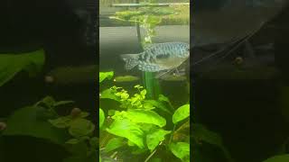 Gorgeous Blue Gourami A Stunning Fish For Your Aquarium [upl. by Aivad877]