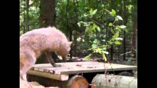 Bear Creek Sanctuary  Chloe and Apache [upl. by Rollins]