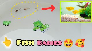 finally 🥳  my fish giving birth some babies ☺ [upl. by Atinomar]