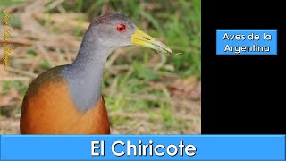 CHIRICOTE Gray necked Wood Rail Aramides cajaneus Aves de la Argentina [upl. by Nella]