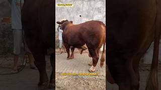 SimmentalBULLL Simmental Ishqibozlari uchun Ko‘ring va zavqlaning [upl. by Aidua]