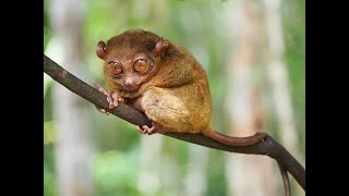 Tarsiers push virtuoso singing to their physiological limits [upl. by Naitsirhc589]