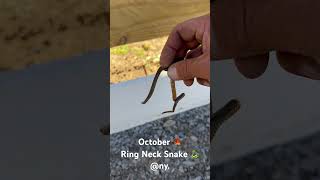 Fall ringneck snake snake autumn nywildlife [upl. by Mullins567]