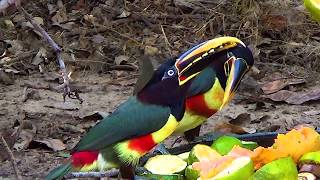 CHESTNUTEARED ARACARI sounds PTEROGLOSSUS CASTANOTIS ARAÇARICASTANHO Free birds in nature [upl. by Airrat703]