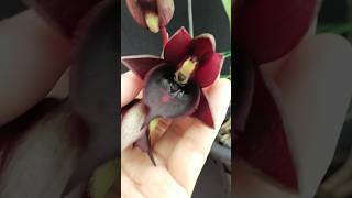 Catasetum Jumbo Pearl Dark Red orchids orchideae catasetum [upl. by Eciram]