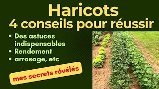 Haricots  comment faire pour les cultiver et avoir de gros rendements [upl. by Nylatsirhc]