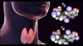 Síntesis de hormonas tiroideas [upl. by Ahsinac]