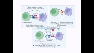 TIGIT A New Frontier in Cancer and Autoimmune Disease Immunotherapy [upl. by Dekeles230]