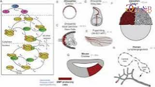 Signaling pathway discovery could lead to faster more reliable human stem cell differentiation [upl. by Rovert]