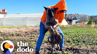 Dog Found Paralyzed In A Field Reunites With Rescuer A Year Later  The Dodo [upl. by Hedvig]