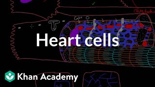 Heart cells up close  Circulatory system physiology  NCLEXRN  Khan Academy [upl. by Yeslehc]