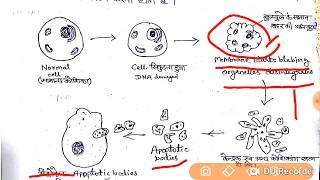 Apoptosis  Programed cell Death in hindi [upl. by Nolyd]