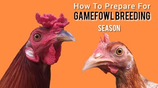 10 idea for Gamefowl BREEDING meltv [upl. by Etnuaed]