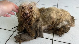 THE WORST DOG CONDITION I HAVE EVER SEEN IN MY LIFE as a dog groomer [upl. by Pace]