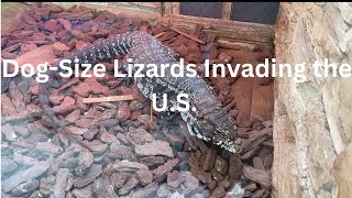 DogSize Lizards Invading the US South Can We Stop Them [upl. by Aelhsa300]