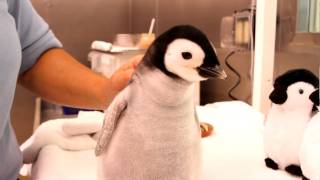 A monthold 2pound emperor penguin gets feeding [upl. by Idnek346]