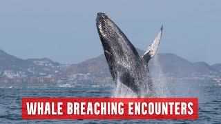 Whale Breaching Encounters  For Your Pure Enjoyment [upl. by Gaillard535]