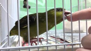 Baby lineolated parakeet [upl. by Slaughter]