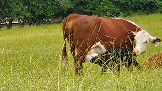 Tagging calves [upl. by Ormiston]