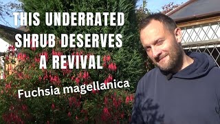 Growing Fuchsia magellanica for Late Season Colour  How to Grow Hardy Fuchsia  Shrubs for Shade [upl. by Eiten]