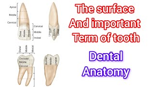 The surface of tooth  important term ❤️ of tooth [upl. by Ileek]