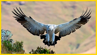 Cape VultureThe Largest South African Raptor  Wildlife Documentary [upl. by Hosea]