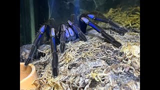 Lets Talk MUSHROOMS and MOULD in our enclosures [upl. by Babs27]