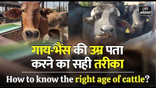 पशु खरीदते समय पशु की उम्र कैसे जानें  How to know the right age of cows and buffaloes [upl. by Eldred592]