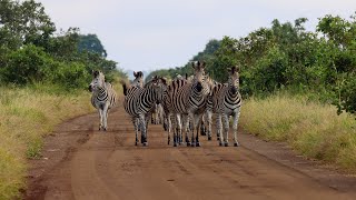 Very Pregnant Burchell’s Zebra Mare [upl. by Ttnerb]