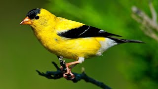 American Goldfinch Singing Song [upl. by Lydon361]