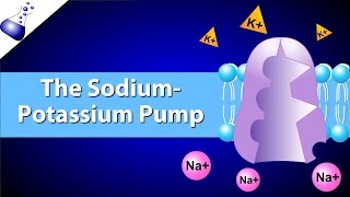 The SodiumPotassium Pump [upl. by Fricke]