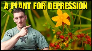 A plant for depression anxiety and ADHD [upl. by Corene]