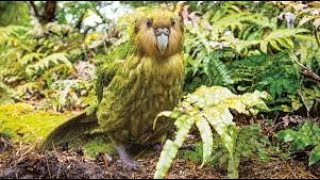 Burung Kakapo Strigops habroptilus [upl. by Clarabelle284]