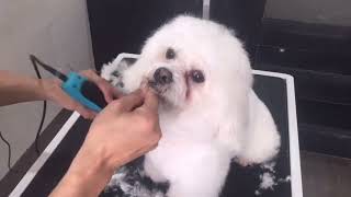 Bichon frise full grooming 🐶🐕🐕🐕‍🦺 [upl. by Ardnayek291]