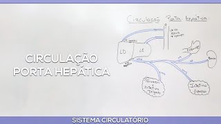 Circulação porta hepática [upl. by Jona833]