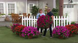 Cottage Farms 6piece Razzle Dazzle SunPatiens on QVC [upl. by Decato]