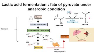 Lactic acid fermentation  fate of pyruvate under anaerobic condition [upl. by Srevart417]