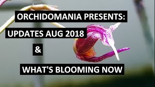 Orchidomania Presents Updates Aug 2018 [upl. by Ydna]