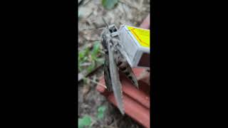 Agrius convolvuli the convolvulus hawkmoth [upl. by Llerryt]