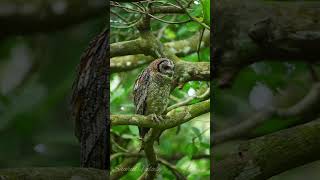 Mottled wood Owl മൂങ്ങകളുടെ വർഗ്ഗത്തിൽ പെട്ട ഒരു പക്ഷിയാണ്‌ കാലൻ കോഴി എന്നറിയപ്പെടുന്ന Mottled owl [upl. by Ahsekad]