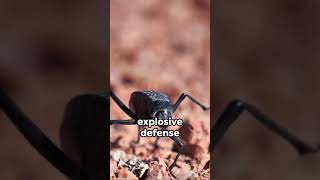 Bombardier Beetles Explosive Defense [upl. by Skye]