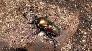 Larven suche bei Phalacrognathus muelleri [upl. by Willette57]