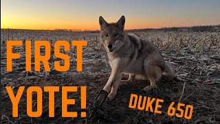 FIRST COYOTE OF THE YEAR IN DUKE 650 S3 E4 [upl. by Bertine]