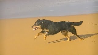 Dog Running In Epic Slow Motion 2 HD [upl. by Norramic]